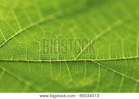 Fresh dreen leaf texture macro close-up