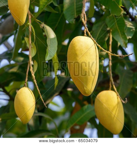 Mango fruits on a tree close-up