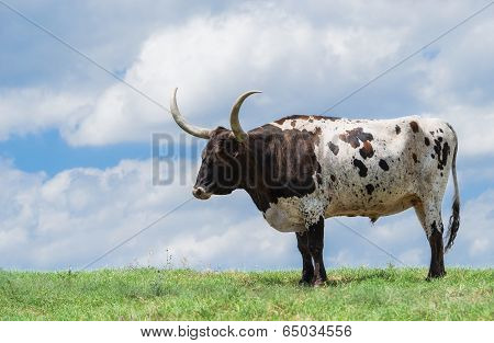 Texas Longhorn On Pasture