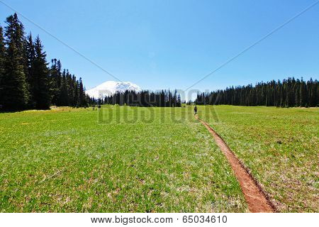 Hiking Trail. Mt Rainer, Washington