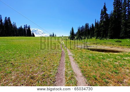 Hiking Trail. Mt Rainer, Washington