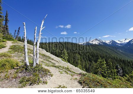 Scenic View Near Mt Rainer. Washington, Seattle