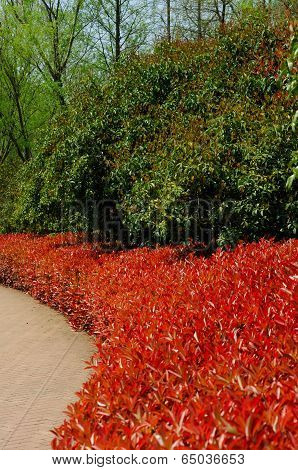 Red and Green Plants