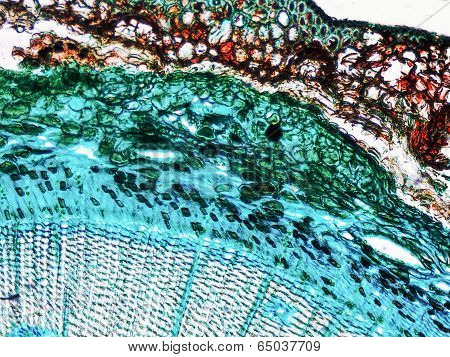 Pine Wood Micrograph