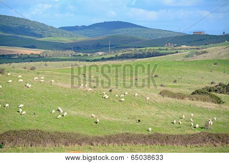 Grazing Sheep