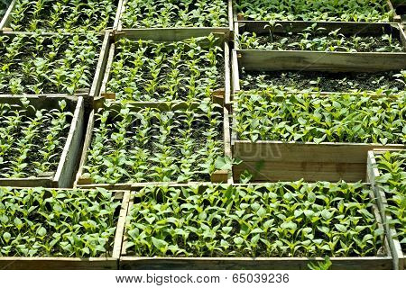 Sweet Pepper Seedlings Sown In The Wooden Boxes