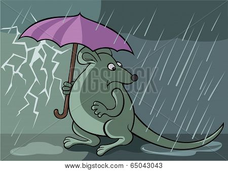 Frightened rat