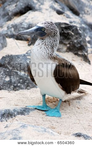 Niebieski pieszy tępak, Galapagos.