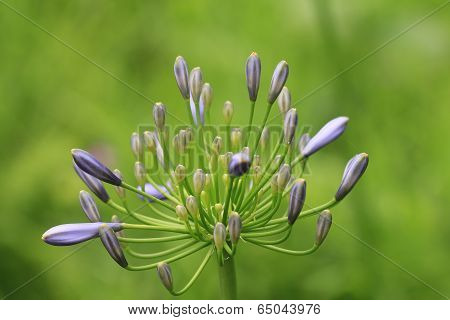 budding purple flowers in the garden