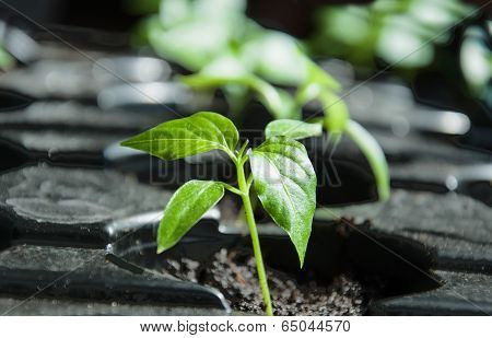 Macro Of Pepper Seedlings Ready For Plant