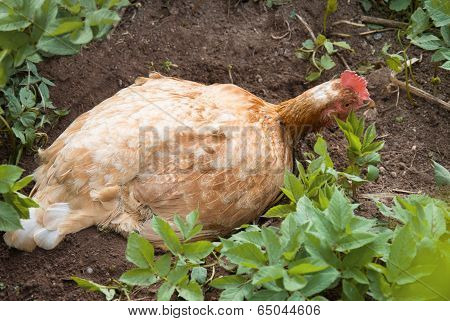 Chicken Sitting On The Sand