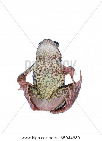 Spotted-legged Poison Frog On Its Back
