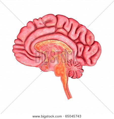 Brain