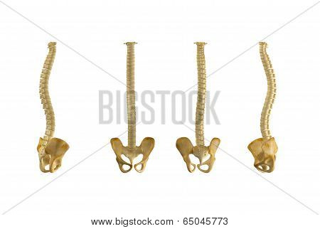 Spinal Cord with Hip