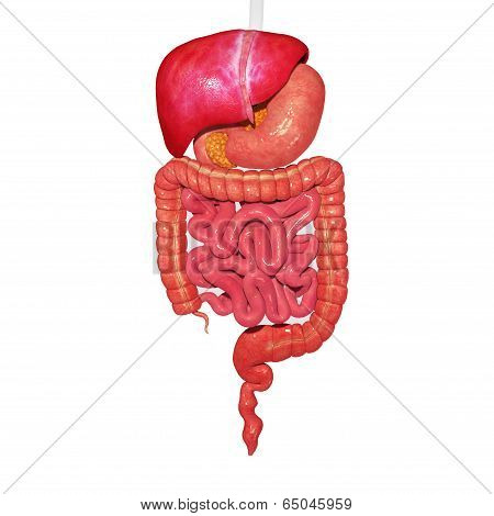 Organs