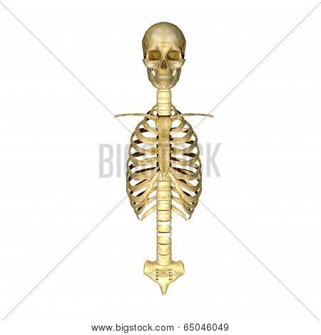 SKELETON