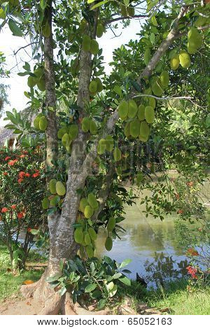 Breadfruit
