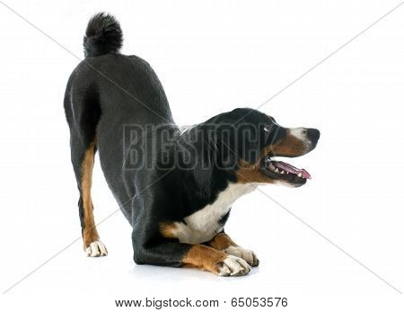 Appenzeller Sennenhund