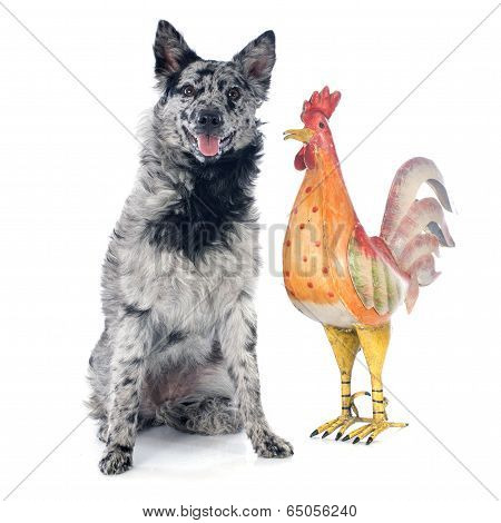 Hungarian Dog And Rooster