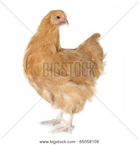 Orpington Chicken