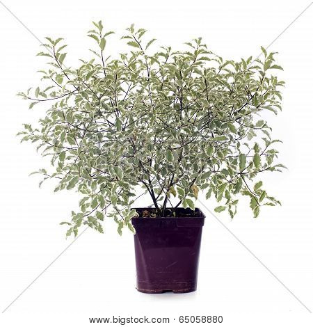 Pittosporum