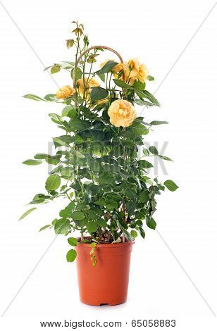 Rosebush