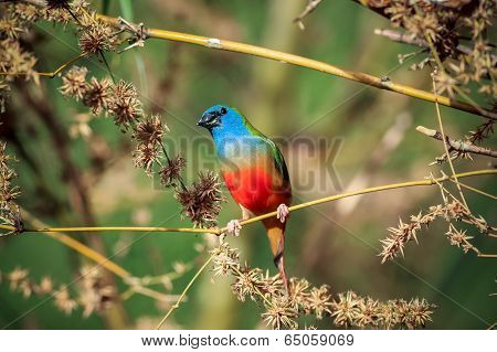 Pin-tailed Parrotfinch Bird