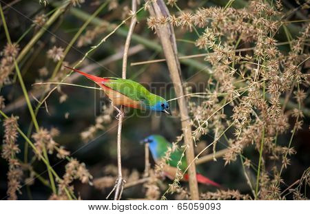 Pin-tailed Parrotfinch Bird