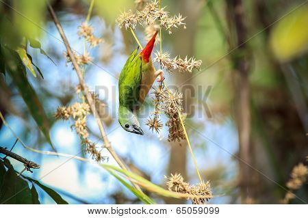Pin-tailed Parrotfinch Bird