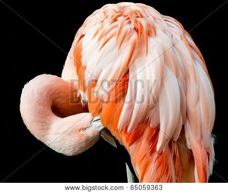 Chilean Flamingo
