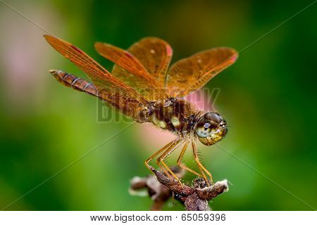 Eastern Amberwing