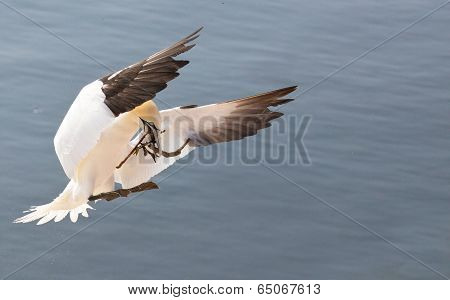 landing northern gannet