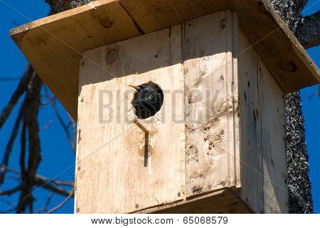 bird in a birdhouse