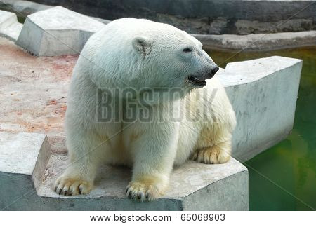 polar bear