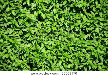 Green Fence