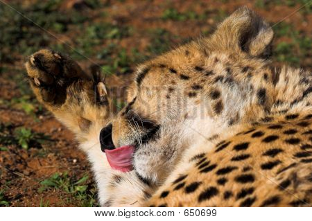 Cheetah Grooming