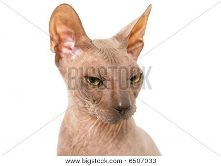 Don Sphynx บนขาวแยก