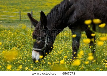 Grazing Donkey