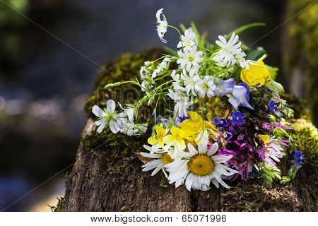 Wild Flowers