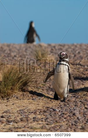 Tučňák magellanský (spheniscus Magellanicus) v Patagonii 

