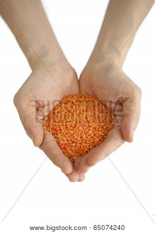 lentil