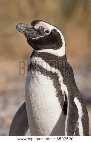 Tučňák magellanský (spheniscus Magellanicus) v Patagonii
