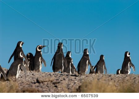 Tučňák magellanský (spheniscus Magellanicus) v Patagonii