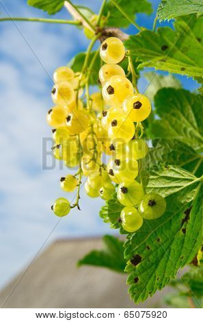white currant