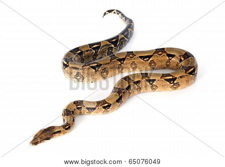 Boa Constrictor