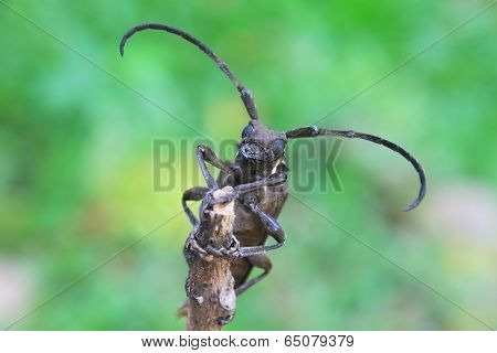 longhorn beetle in Genus Batocera