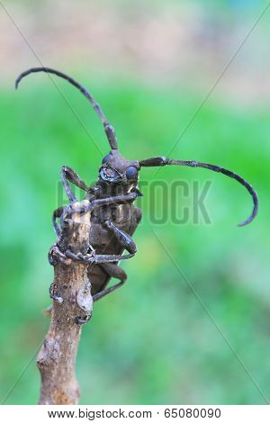 longhorn beetle in Genus Batocera