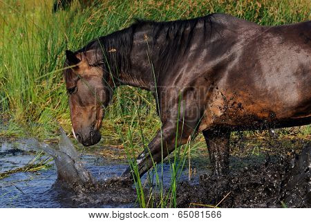 Beautiful horse splashes in the pond