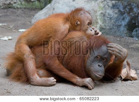 Orang Utan mother with child