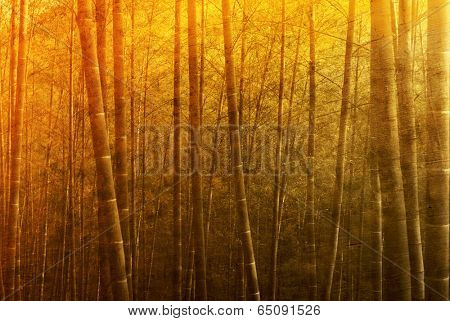 Bamboo forest with sunset.